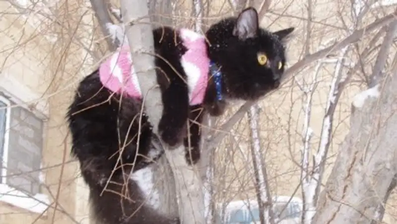 Регистрировать кошек и собак вместе с людьми не будут