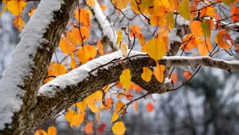 На большей части территории Казахстана ожидаются осадки
