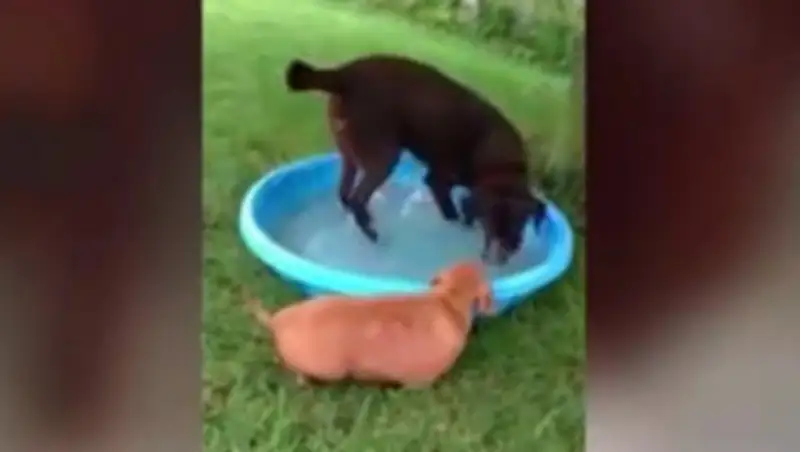 Самая толстая в мире такса похудела, отказавшись от фастфуда