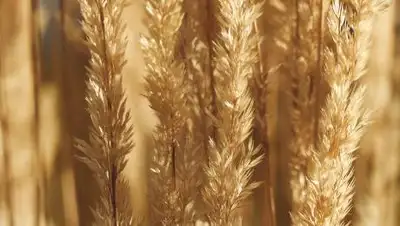 pexels.com, фото - Новости Zakon.kz от 16.04.2021 14:58