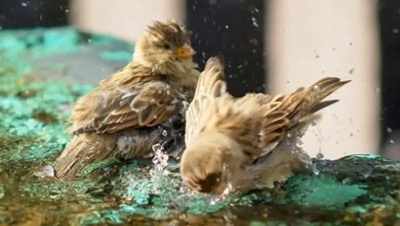 Неустойчивая погода сохранится в Казахстане 2 мая