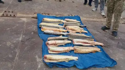 Браконьеры оставили 60 кг осетра в камышах на реке Урал, фото - Новости Zakon.kz от 20.05.2023 08:40