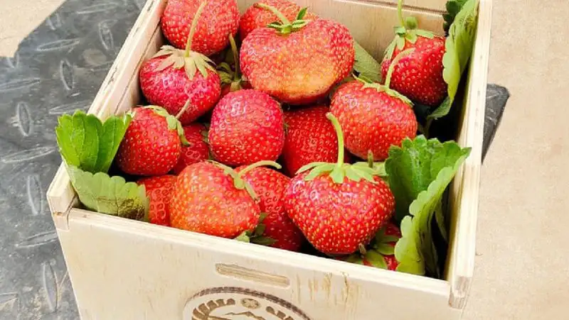 Как развивается сельское хозяйство в Алматинской области