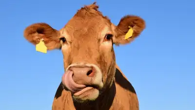 Pixabay, фото - Новости Zakon.kz от 21.01.2020 00:22