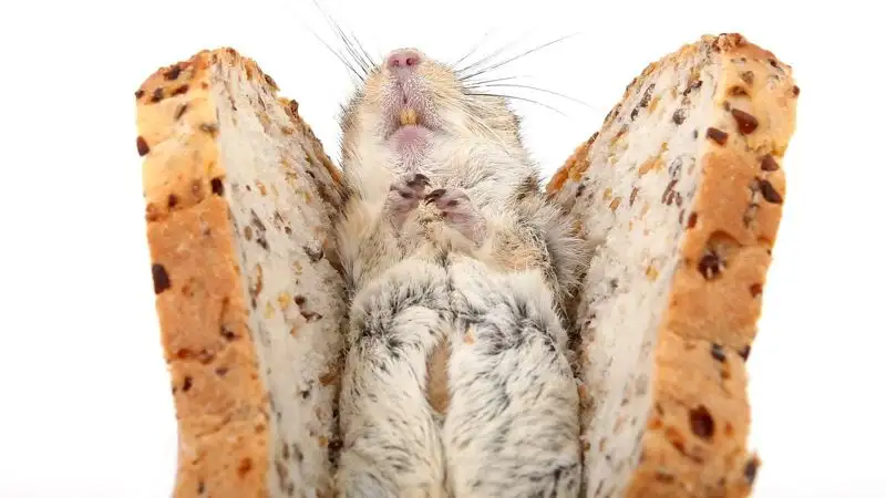 Жирная диета способна изгонять паразитов, заявили ученые