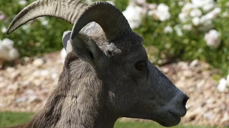 В горах Тарбагатая краснокнижных архаров сняли на видео