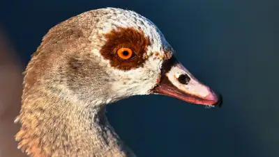 птичий грипп, фото - Новости Zakon.kz от 27.04.2022 09:39