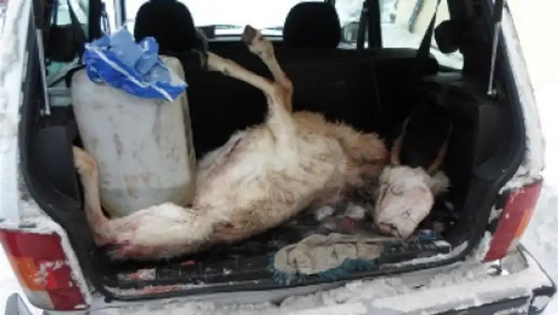 В Казахстане браконьеры уничтожили более 300 сайгаков в 2014 году