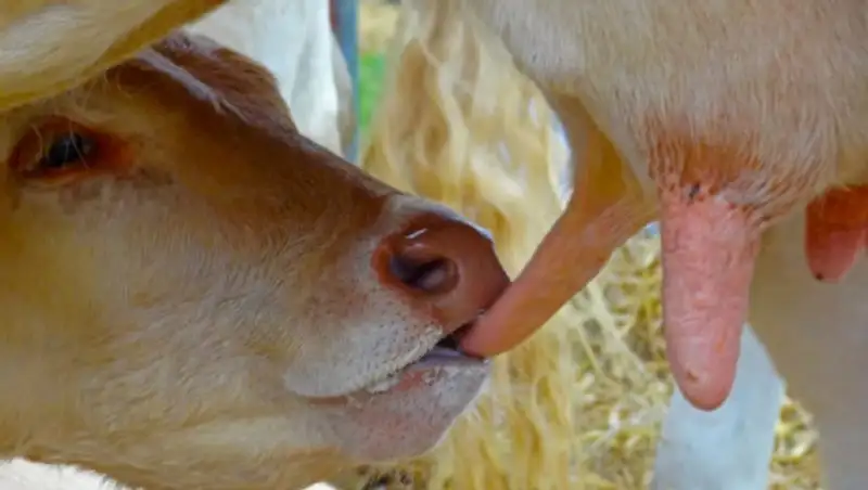 Ученые обнаружили вредное свойство парного коровьего молока