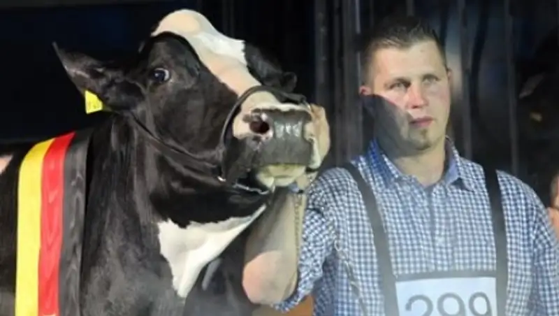 Леди Гагу признали самой красивой коровой в Германии