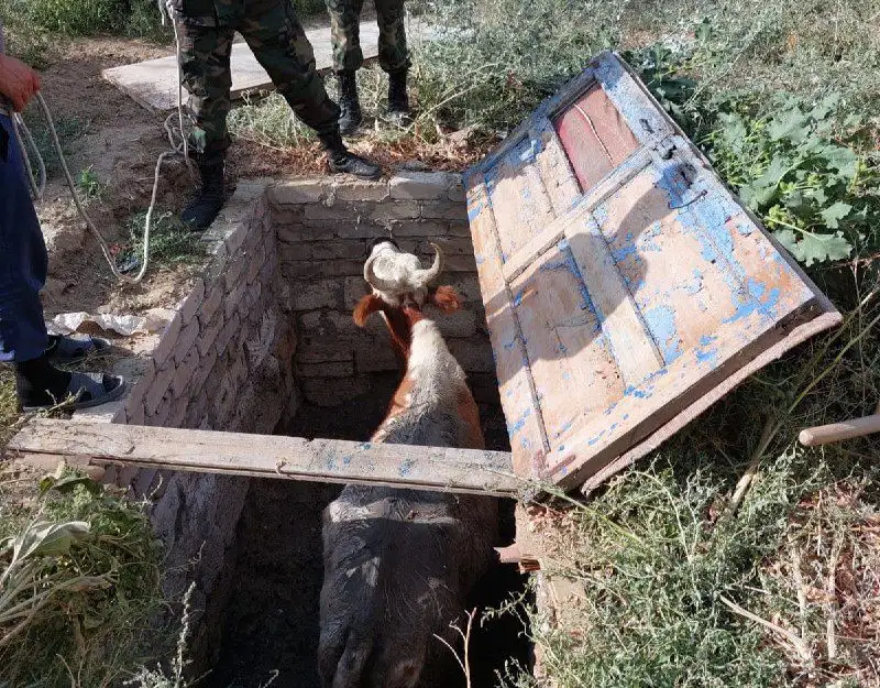 Спасатели вытащили корову из канализационного колодца в Актюбинской области