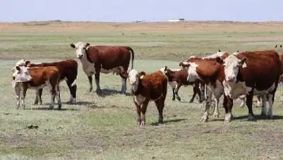 Zakon.kz, фото - Новости Zakon.kz от 23.08.2014 16:50