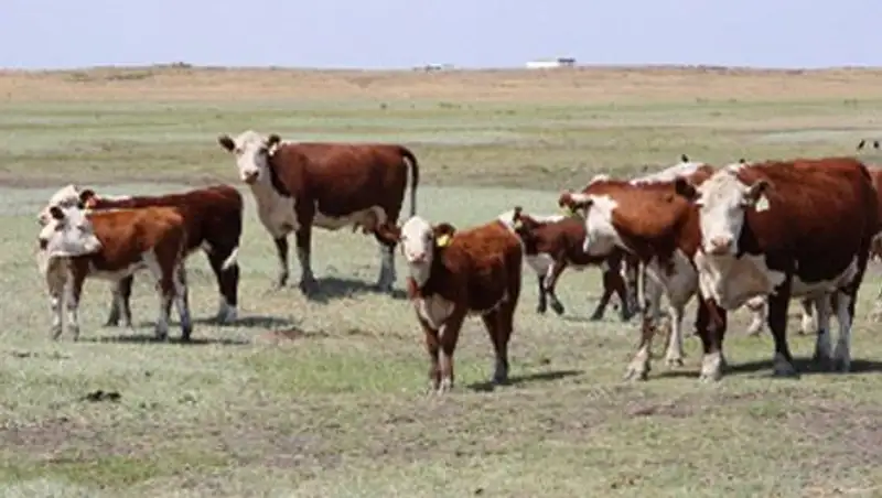 В СКО в одном из хозяйств занимаются разведением коров казахской белоголовой породы