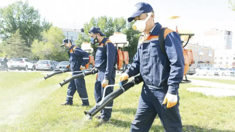 Травить насекомых в Нур-Султане будут в 6 этапов