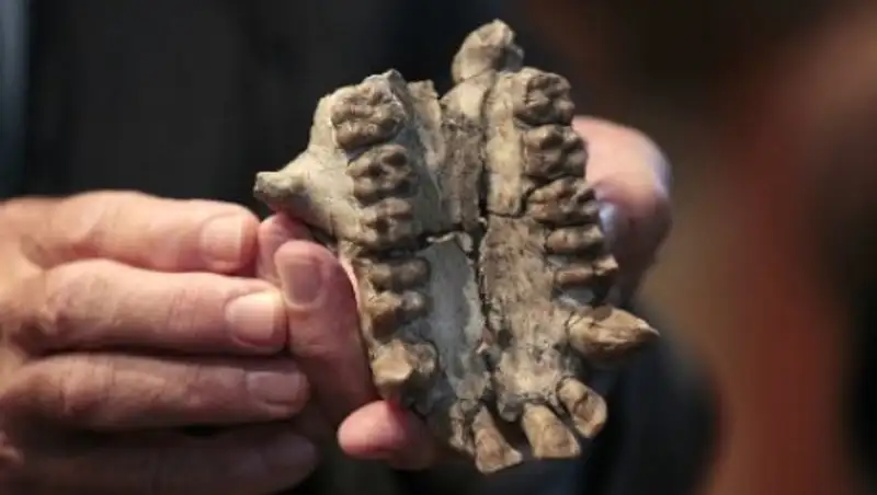 Ученые обнаружили новый вид первобытного человека