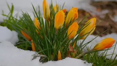 Zakon.kz, фото - Новости Zakon.kz от 01.03.2015 17:32