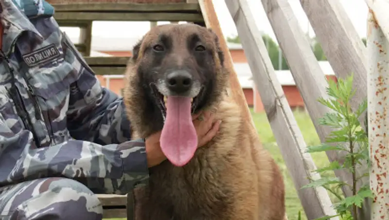 Полицейские находят "закладки" с синтетическими наркотиками благодаря собакам