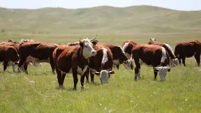 животные, МСХ РК, болезни, фото - Новости Zakon.kz от 04.04.2022 12:20