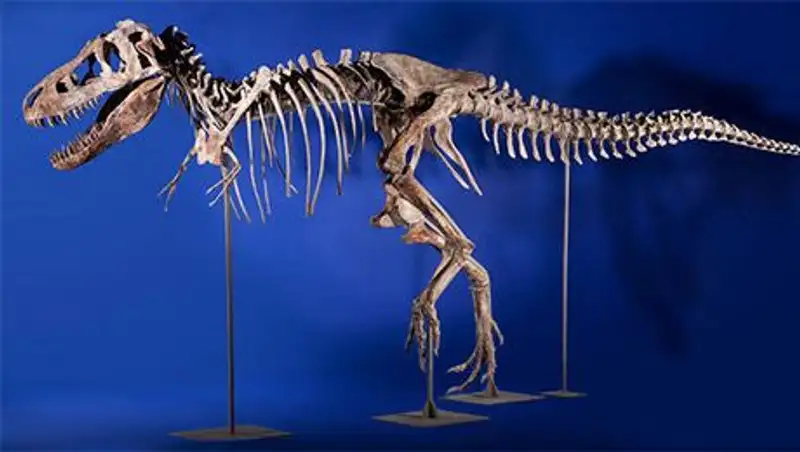 Американца осудили за контрабанду динозавров