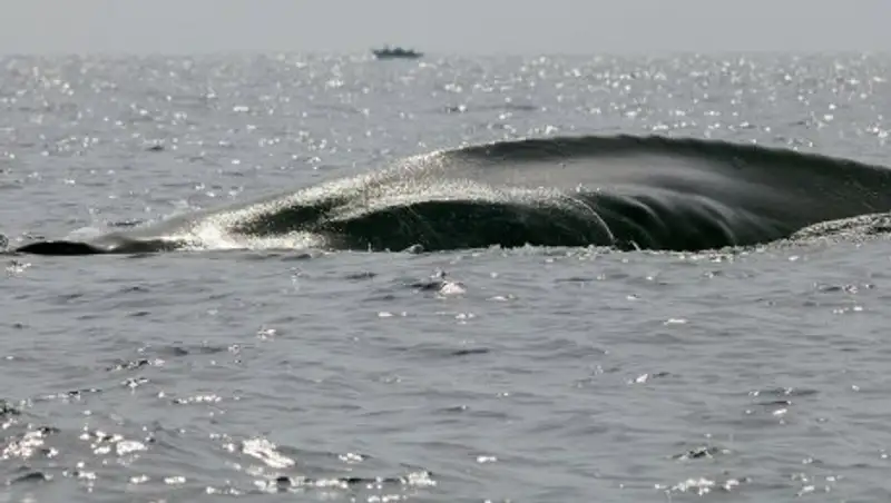 В Хабаровском крае огромный гренландский кит застрял в устье реки
