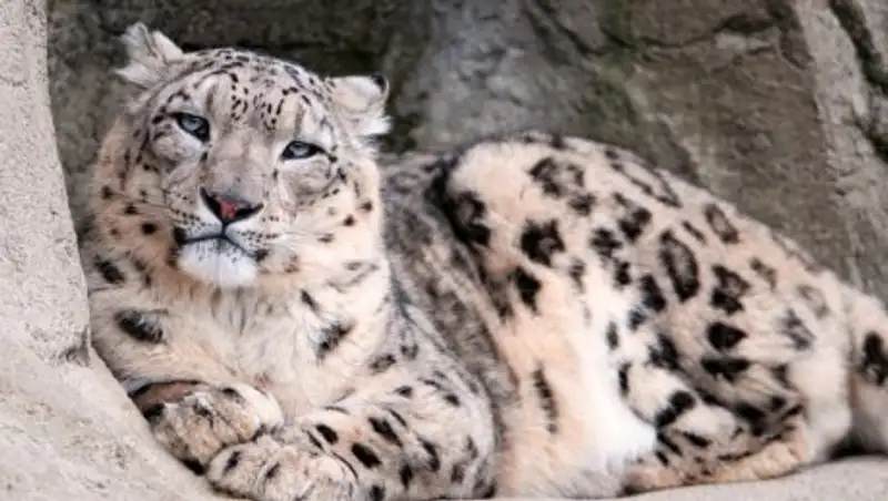 В окрестностях Шымкента беременная самка снежного барса вышла к людям