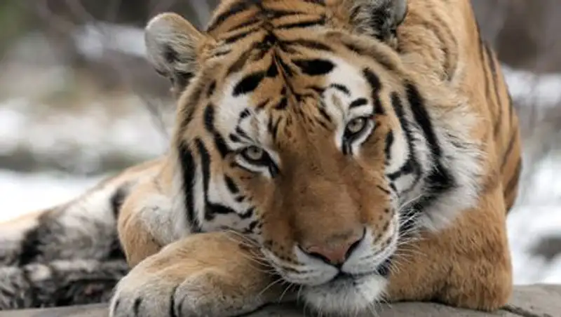 Львы и тигры в японском зоопарке стали модельерами