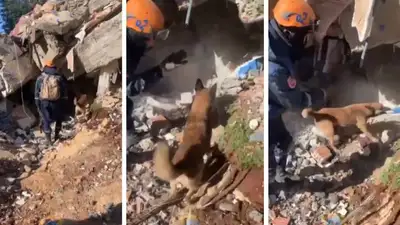 МЧС Казахстана показало работу поисковой собаки Джейкоба в Турции, фото - Новости Zakon.kz от 08.02.2023 17:12