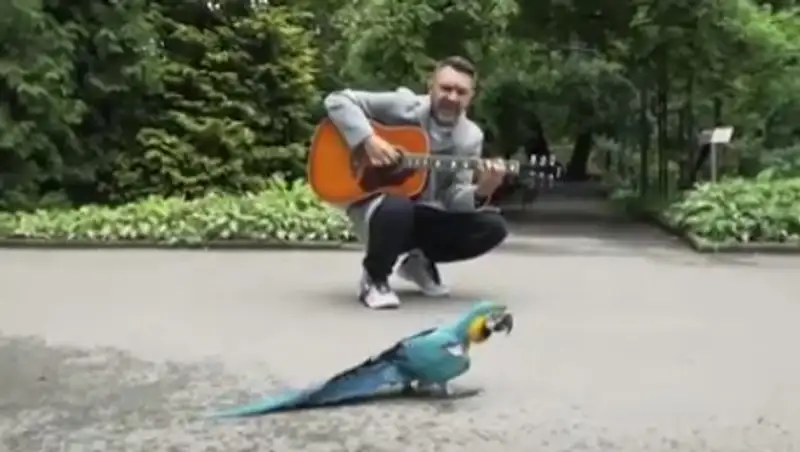 Шнуров исполнил «Экспонат» перед попугаем