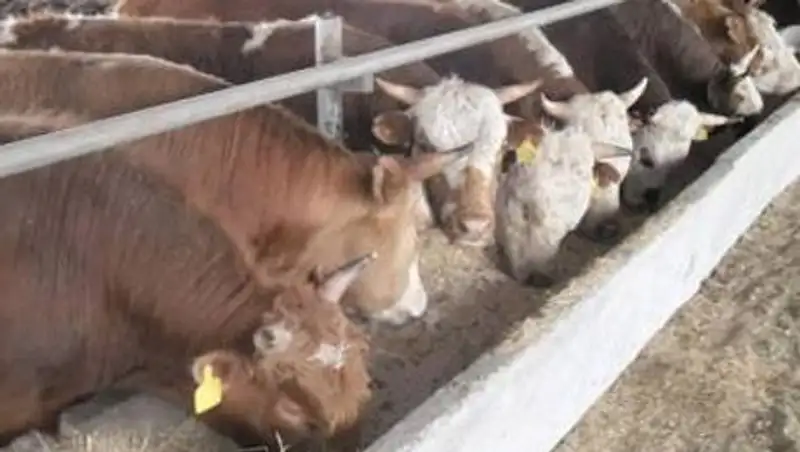 В ЗКО из-за бруцеллеза пустили под нож 25 тыс голов скота