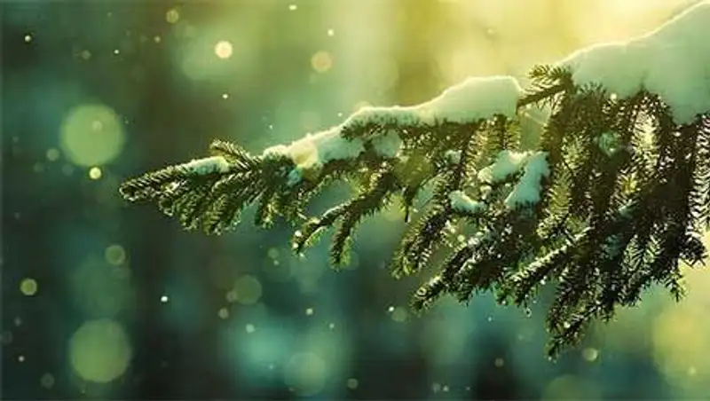 Дожди с переходом в мокрый снег прогнозируют синоптики в стране в ближайшие дни