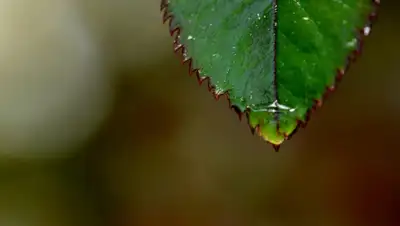 pixnio.com, фото - Новости Zakon.kz от 05.06.2019 09:11