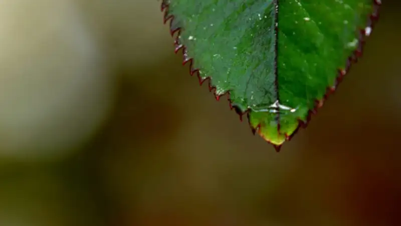На севере Казахстана возможны сильные дожди в среду