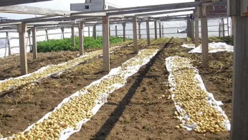 В Акмолинской области собрано порядка 226 тыс. тонн картофеля