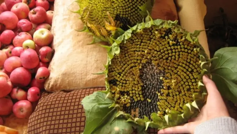 В ВКО полным ходом идет уборка подсолнечника 