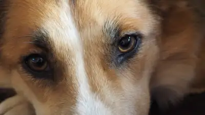 pxhere.com, фото - Новости Zakon.kz от 21.08.2020 13:54