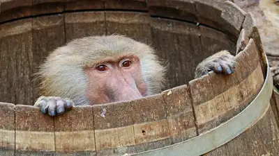 Фекалии бабуина для лечения язвы стопы, фото - Новости Zakon.kz от 21.09.2023 10:24