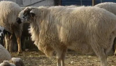 Zakon.kz, фото - Новости Zakon.kz от 23.10.2017 10:49