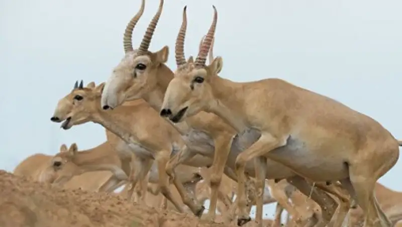 Браконьеры, истребившие 212 сайгаков, задержаны в Карагандинской области