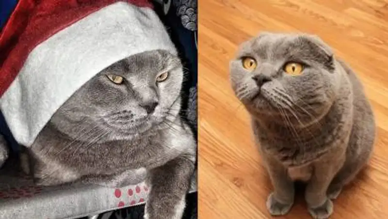 "Волшебного" кота продают за 54 млн тенге