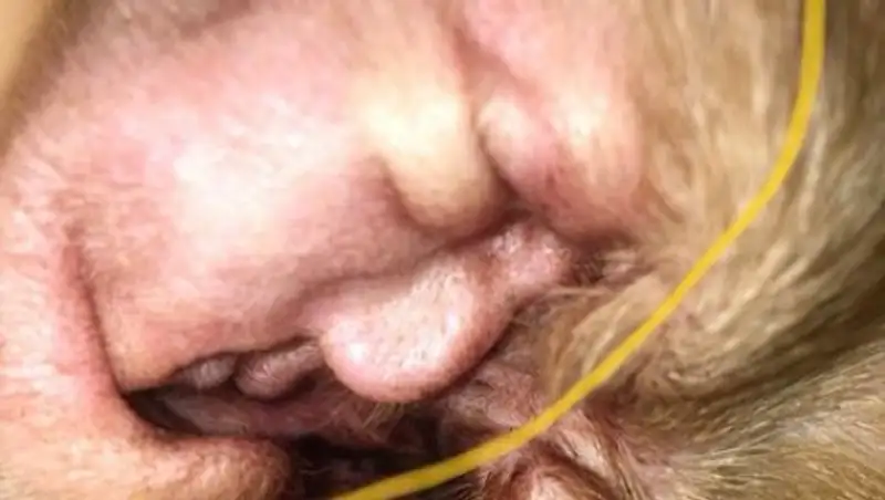 В ухе собаки увидели профиль Трампа