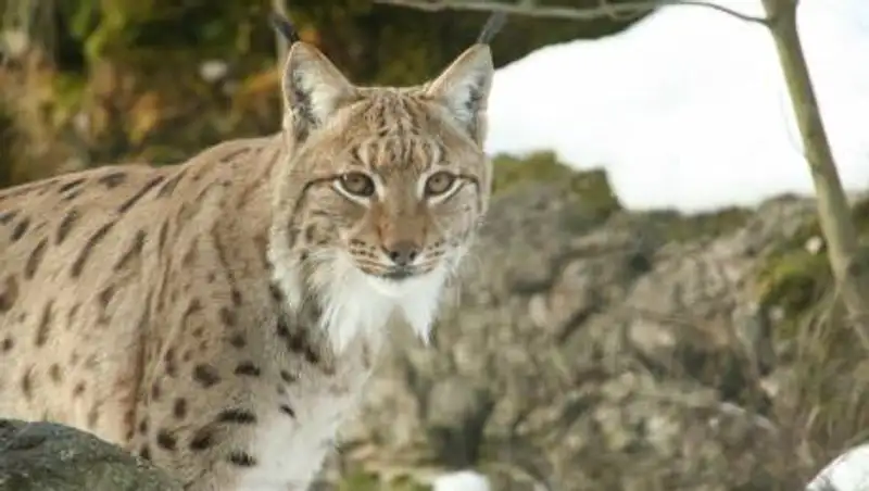 Рысь в Баянаульском нацпарке попала на видео