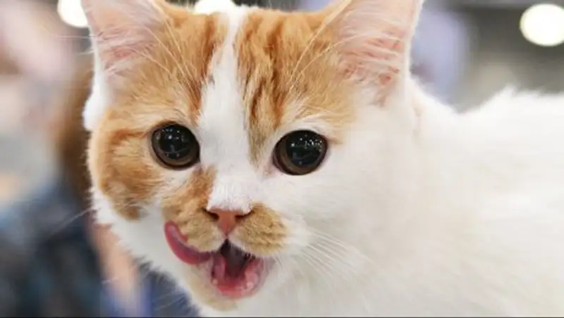 Итальянка подала в суд на соседку из-за кота, который вел двойную жизнь