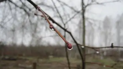 imgbb.ru, фото - Новости Zakon.kz от 20.03.2018 09:29