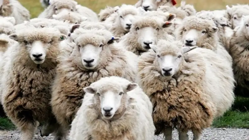 Житель Карагандинской области воровал скот у своих односельчан