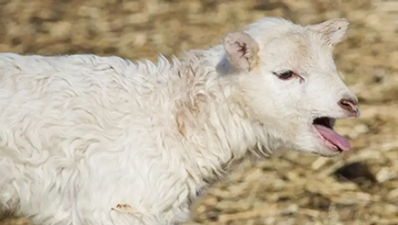 Ученый отправил мяснику ягненка с генами медузы