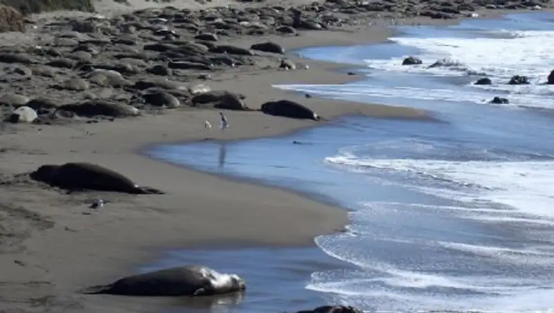 В расследовании гибели тюленей на Каспии помогут ученые из Алматы