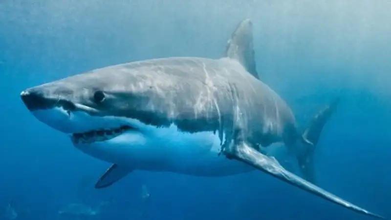 Попытка акулы утащить человека под воду попала на видео