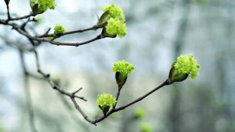 Казахстанские синоптики прогнозируют дожди к концу недели