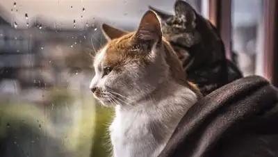 Zakon.kz, фото - Новости Zakon.kz от 05.06.2017 12:01