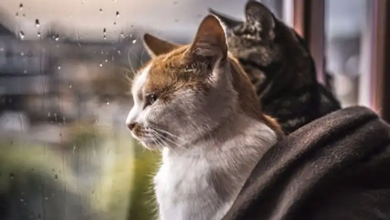 В понедельник на большей части Казахстана пройдут дожди и град